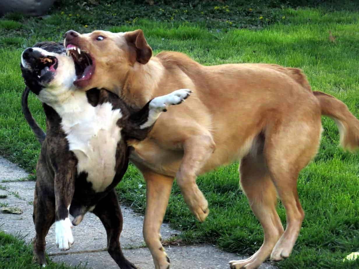 cães brigando