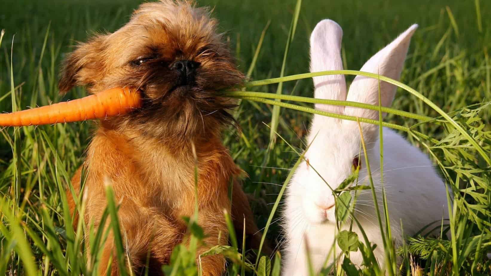 Assim como os coelhos, muitos cães também apreciam as cenouras.