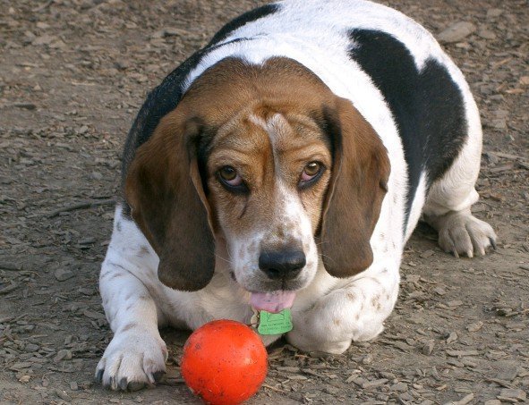 Beagle obeso deitado com bolinha