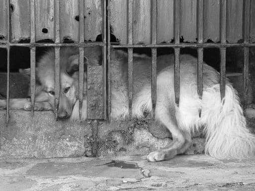 cachorro preso em jaula