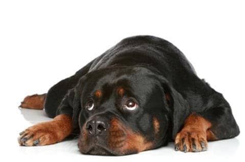 Rottweiller triste - prostatite