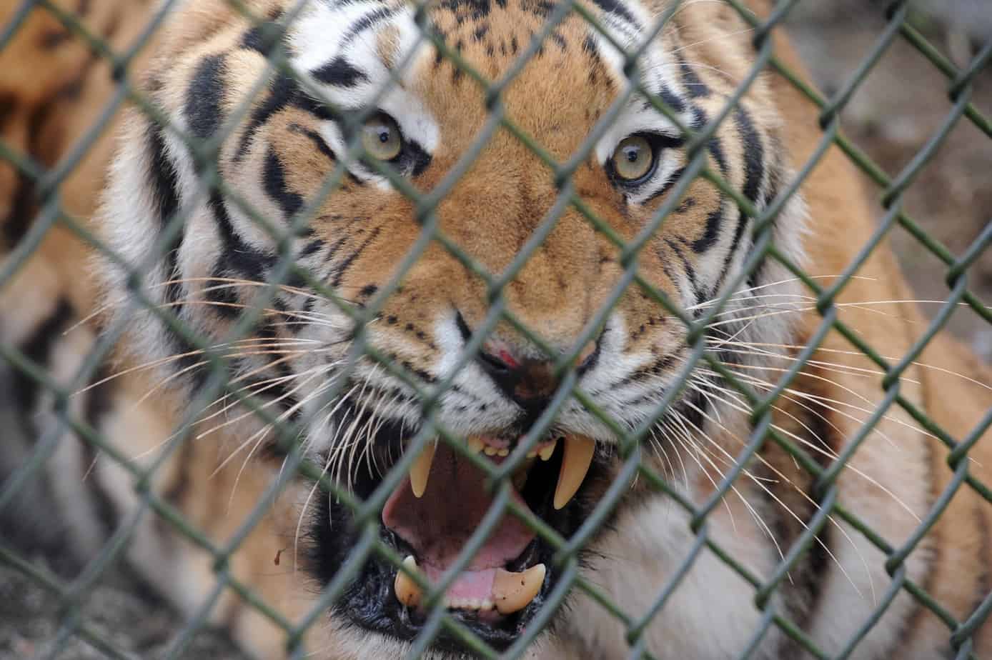 Tigre no zoológico