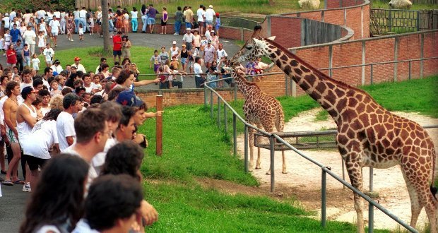 girafas em zoológicos