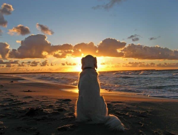 cão vendo o sol no mar