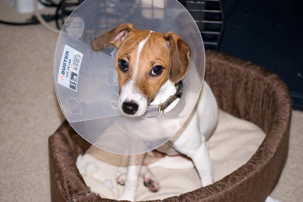 Cão usando colar elisabetano. Imagem: Wikimedia