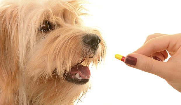 cão tomando cápsula