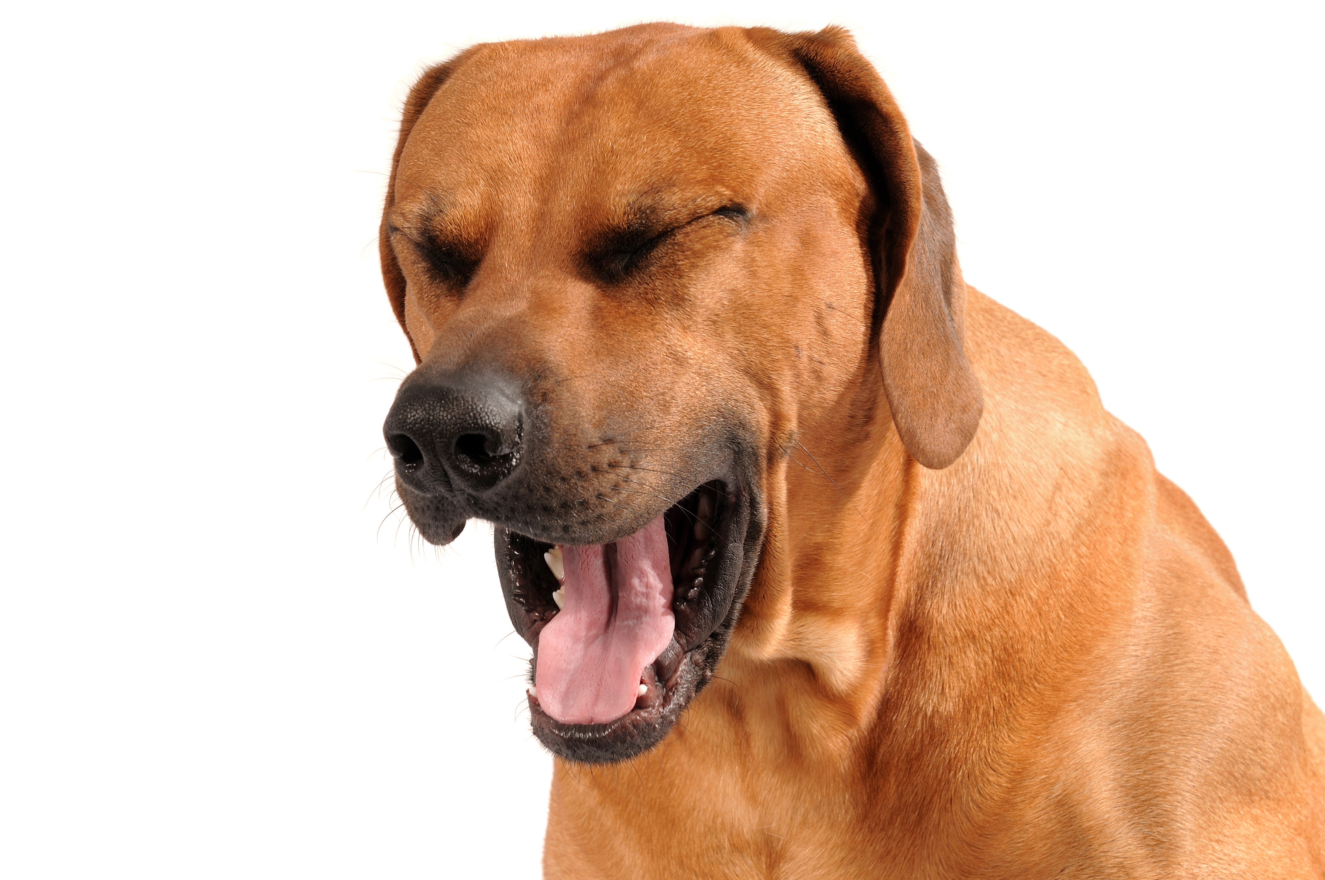 cão tossindo - asma