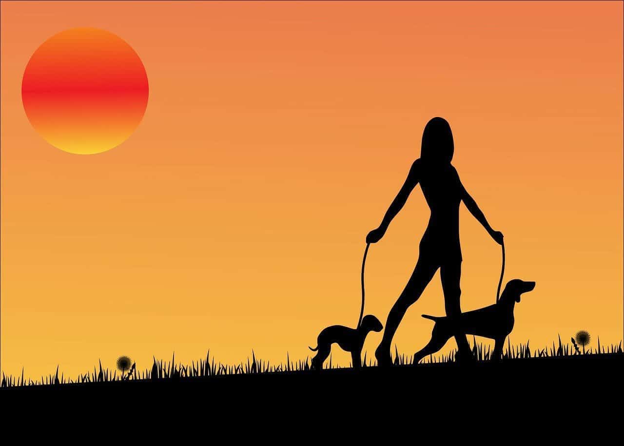 Mulher passeando com cães ao por do sol