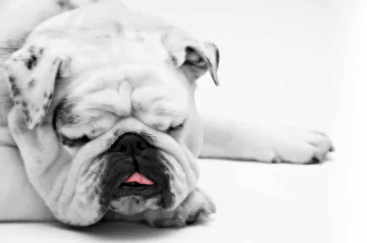 Cães braquicefálicos podem roncar dormindo ou acordados.