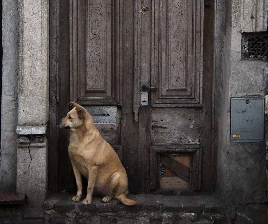 Cão esperando na frente de porta