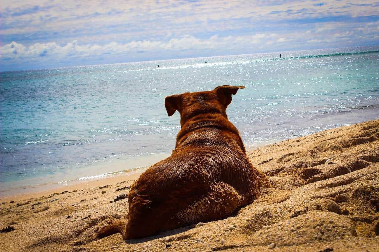 cachorro-na-praia