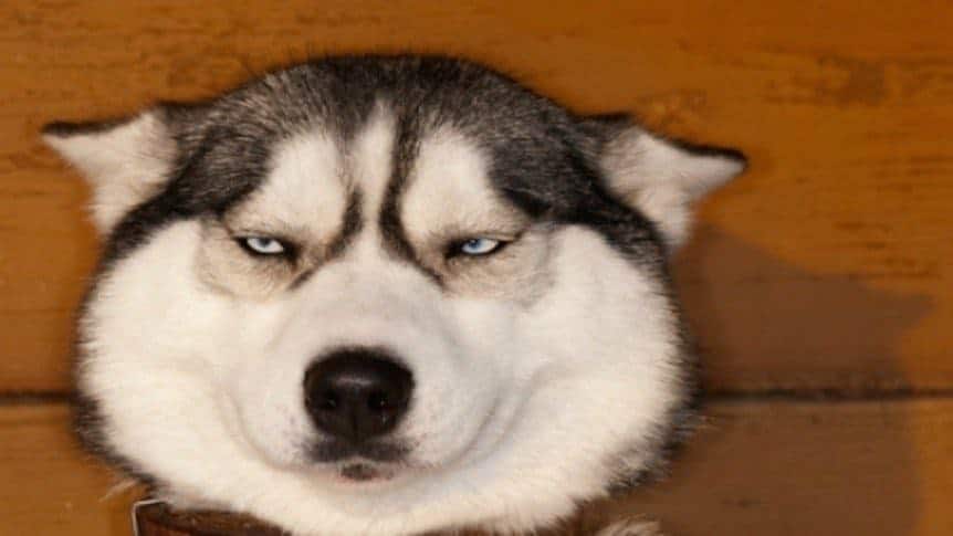 cão Husky Siberiano irritado