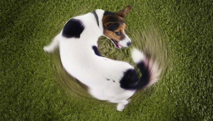 cão Jack Russel Terrier andando em círculos - perseguindo a cauda