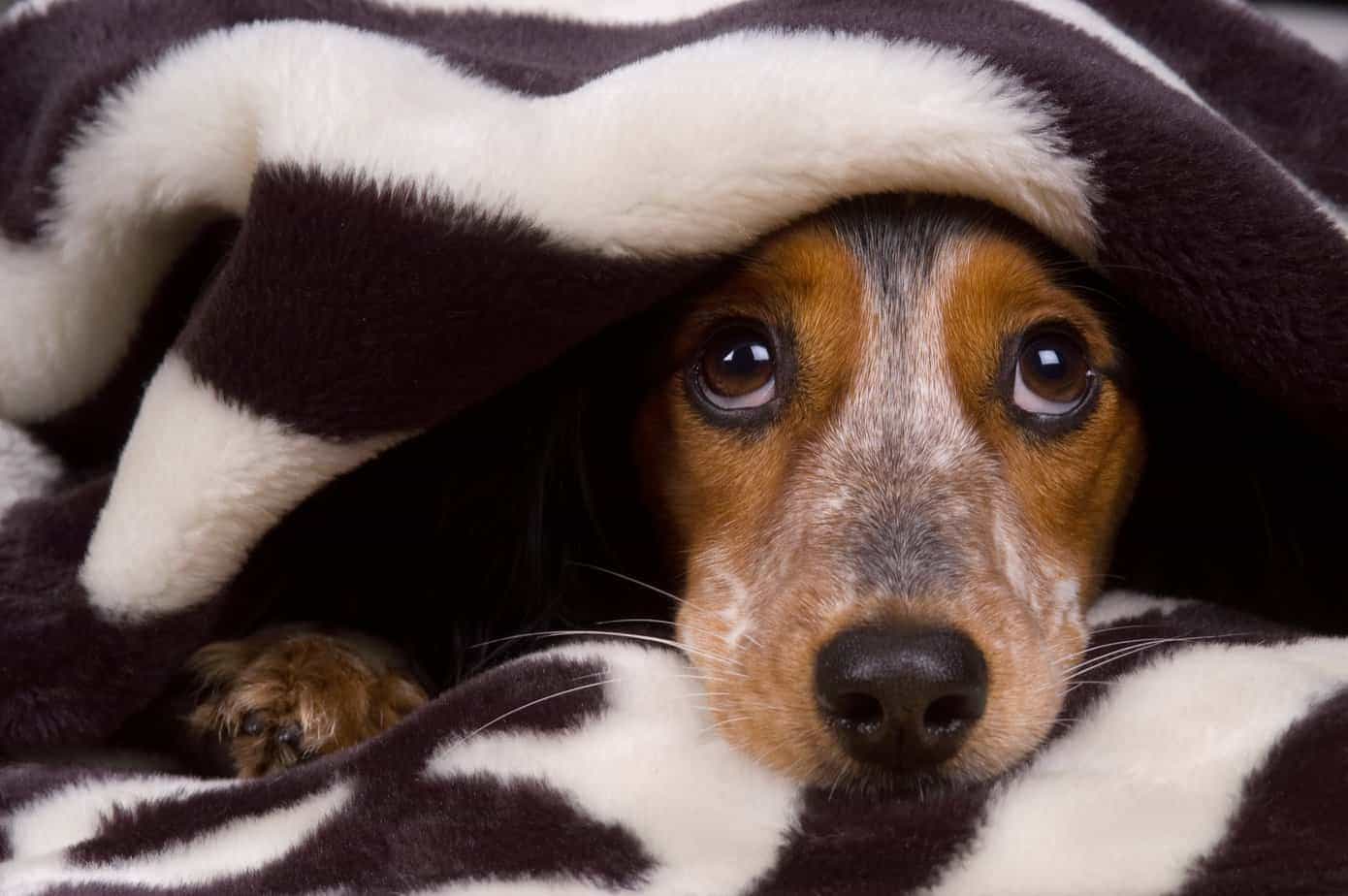 cão assustado escondido sob cobertas