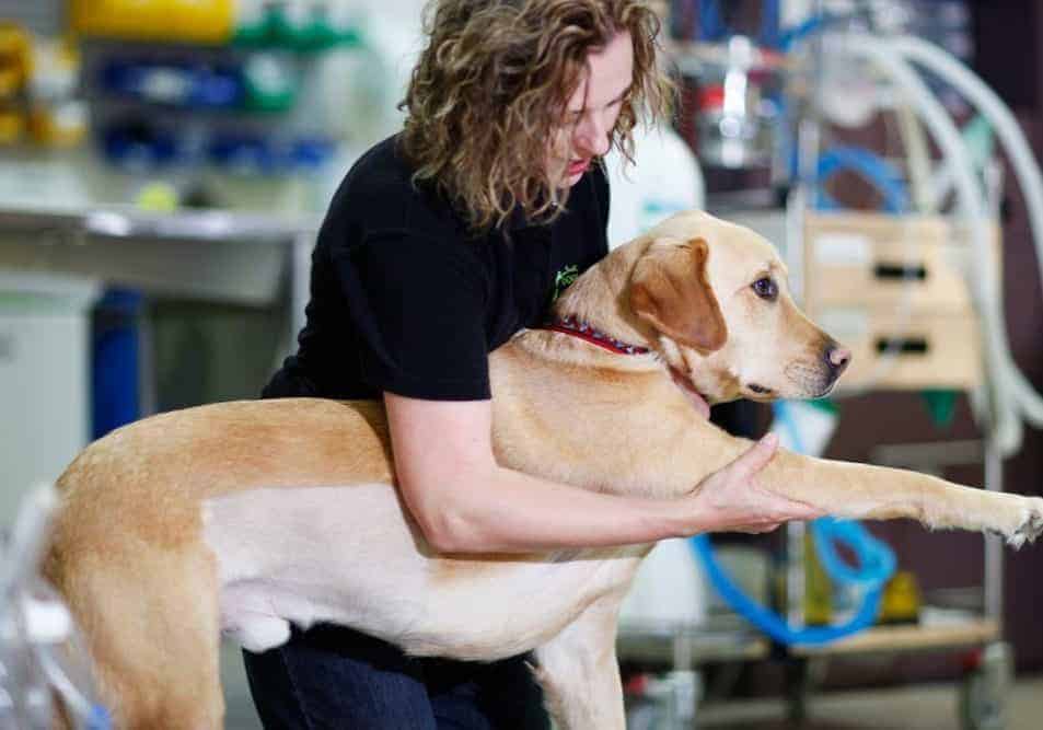 mulher segurando o braço de cão labrador - fazendo fisioterapia